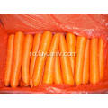 XIAMEN 316 BEST CARROT